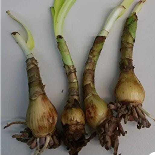 White Crinum Lily Bulb 'Album Powellii' - Fragrant Heirloom Flower