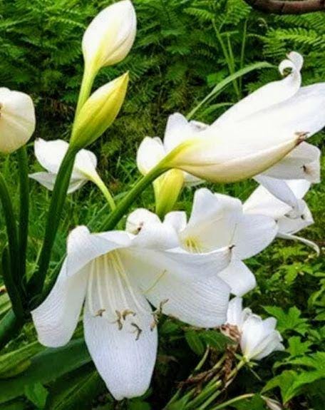 White Crinum Lily Bulb 'Album Powellii' - Fragrant Heirloom Flower