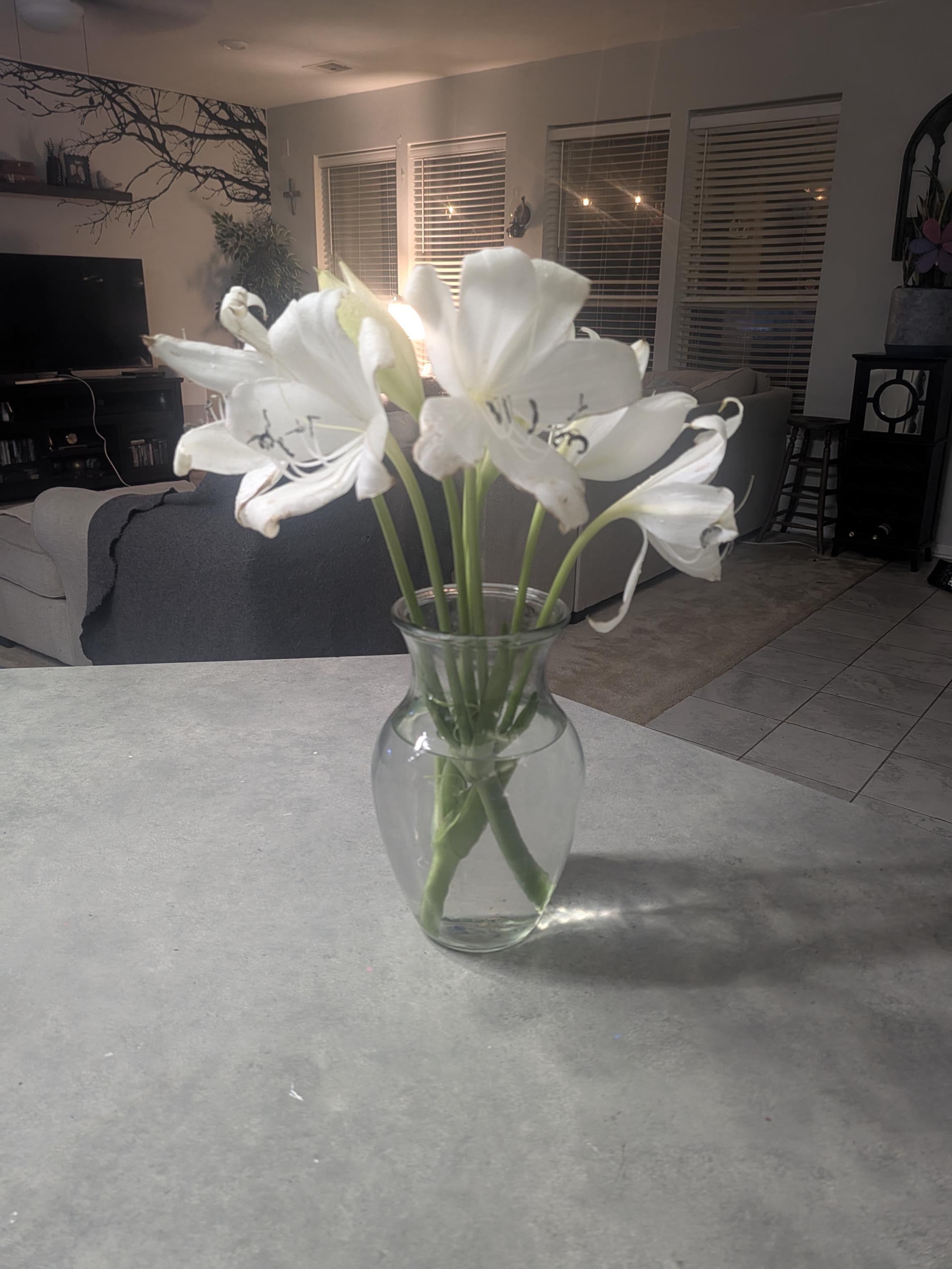 White Crinum Lily Bulb 'Album Powellii' - Fragrant Heirloom Flower