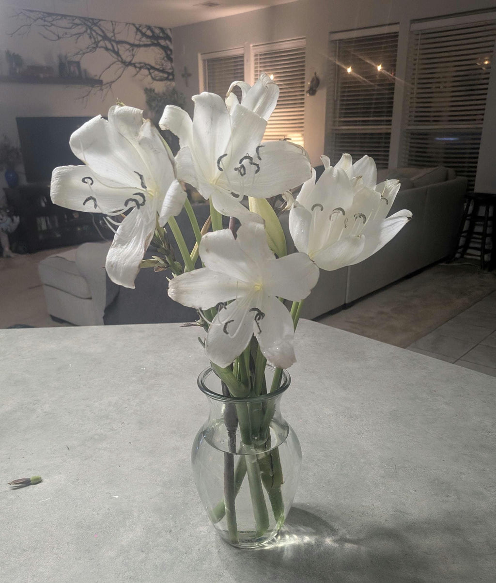 White Crinum Lily Bulb 'Album Powellii' - Fragrant Heirloom Flower