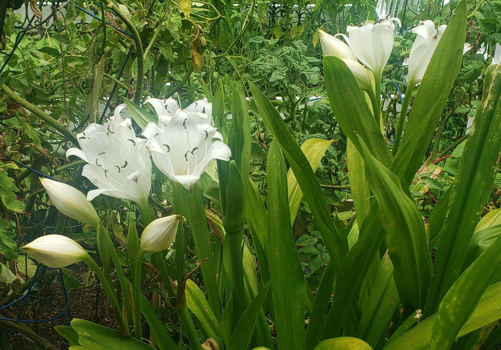 White Crinum Lily Bulb 'Album Powellii' - Fragrant Heirloom Flower